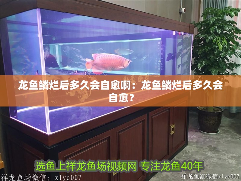 龍魚鱗爛后多久會自愈啊：龍魚鱗爛后多久會自愈？