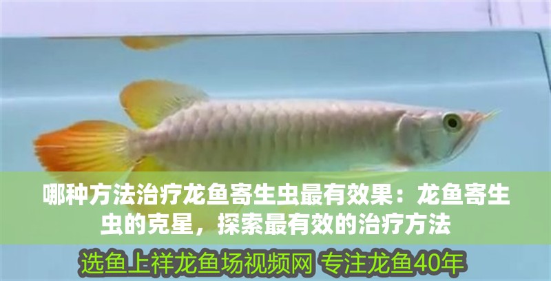 哪種方法治療龍魚(yú)寄生蟲(chóng)最有效果：龍魚(yú)寄生蟲(chóng)的克星，探索最有效的治療方法