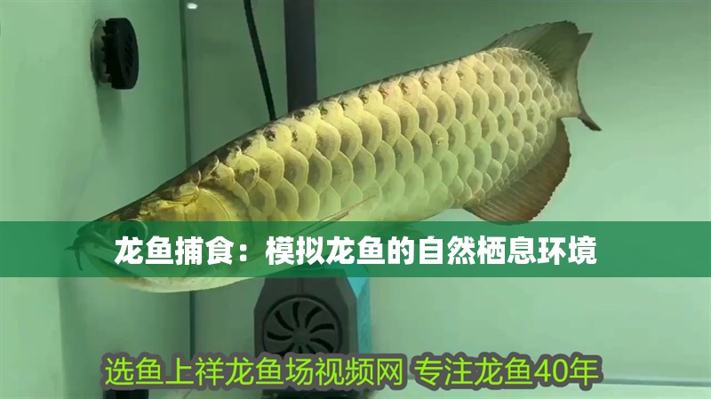 龍魚捕食：模擬龍魚的自然棲息環境