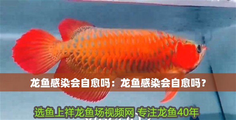 龍魚感染會自愈嗎：龍魚感染會自愈嗎？