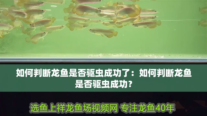 如何判斷龍魚是否驅蟲成功了：如何判斷龍魚是否驅蟲成功？