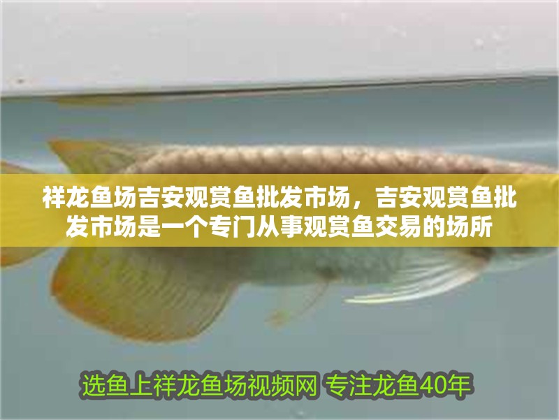 祥龍魚場吉安觀賞魚批發市場，吉安觀賞魚批發市場是一個專門從事觀賞魚交易的場所