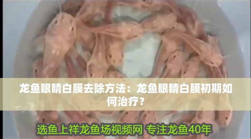 龍魚眼睛白膜去除方法：龍魚眼睛白膜初期如何治療？