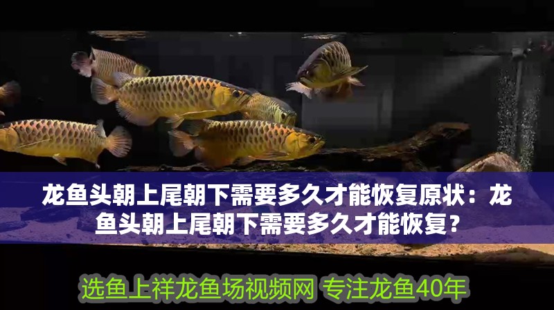 龍魚頭朝上尾朝下需要多久才能恢復原狀：龍魚頭朝上尾朝下需要多久才能恢復？