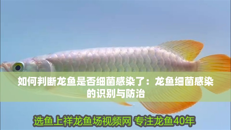 如何判斷龍魚是否細菌感染了：龍魚細菌感染的識別與防治