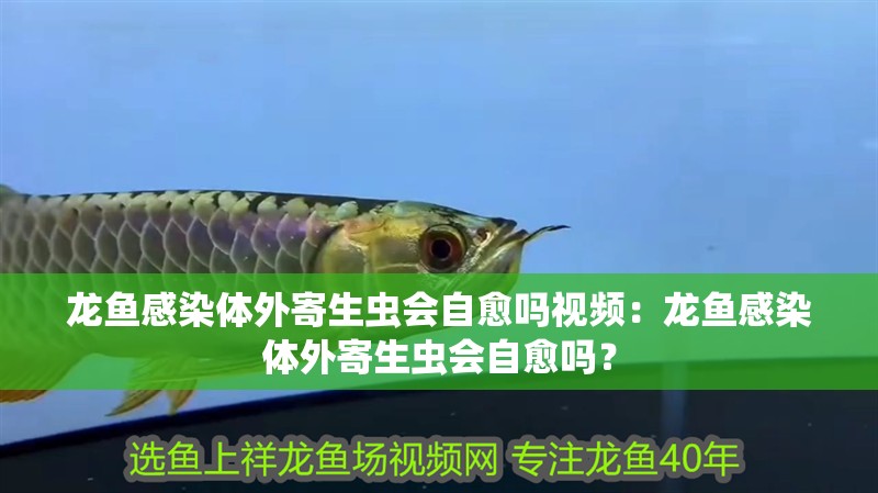 龍魚感染體外寄生蟲會自愈嗎視頻：龍魚感染體外寄生蟲會自愈嗎？