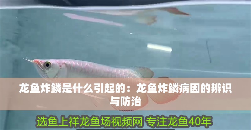 龍魚炸鱗是什么引起的：龍魚炸鱗病因的辨識與防治