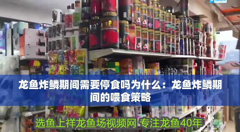 龍魚(yú)炸鱗期間需要停食嗎為什么：龍魚(yú)炸鱗期間的喂食策略