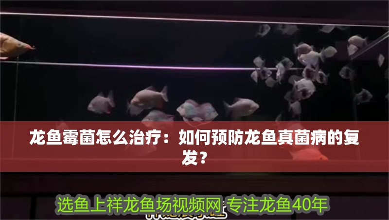 龍魚霉菌怎么治療：如何預防龍魚真菌病的復發？
