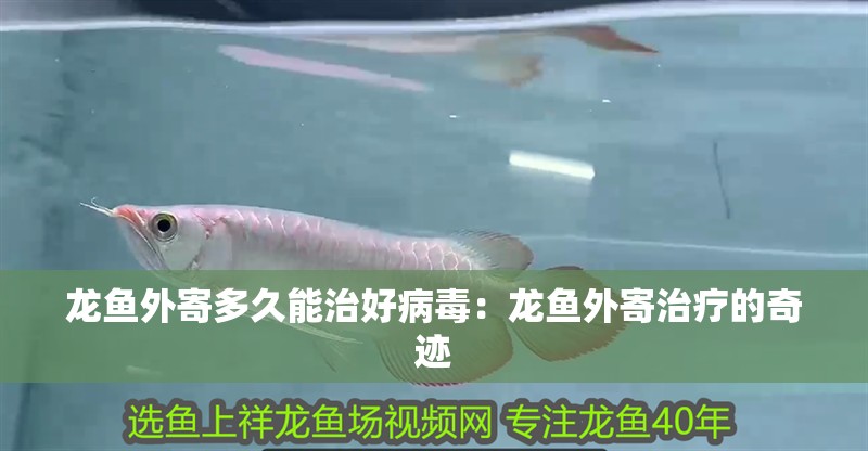 龍魚外寄多久能治好病毒：龍魚外寄治療的奇跡
