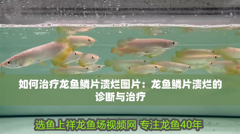 如何治療龍魚鱗片潰爛圖片：龍魚鱗片潰爛的診斷與治療