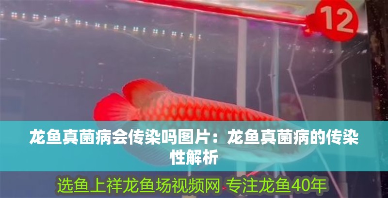 龍魚真菌病會傳染嗎圖片：龍魚真菌病的傳染性解析