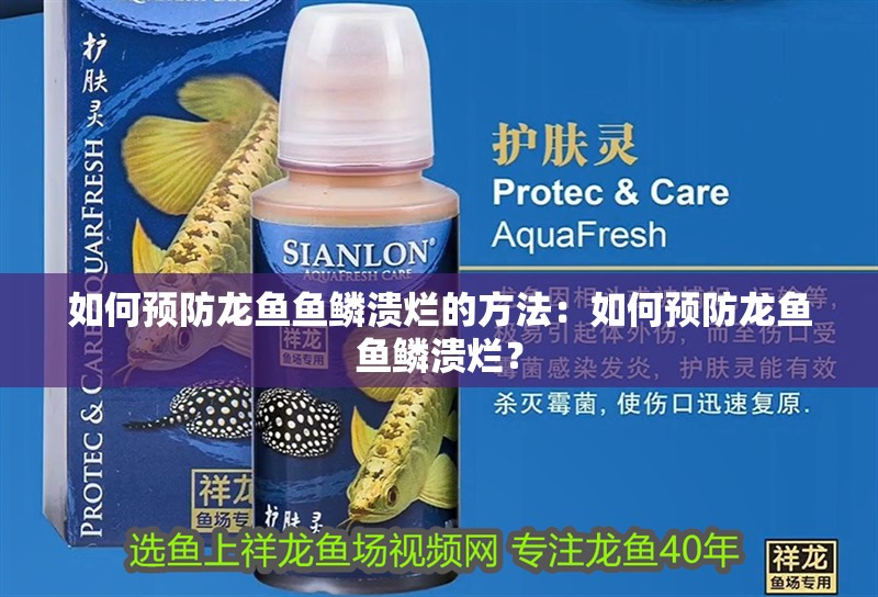 如何預(yù)防龍魚魚鱗潰爛的方法：如何預(yù)防龍魚魚鱗潰爛？