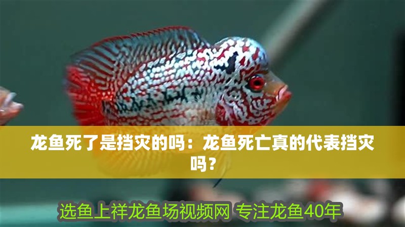龍魚死了是擋災的嗎：龍魚死亡真的代表擋災嗎？