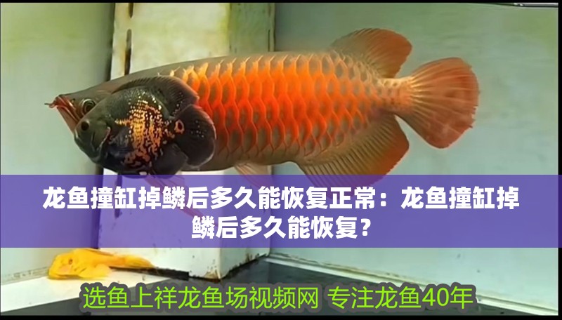 龍魚撞缸掉鱗后多久能恢復正常：龍魚撞缸掉鱗后多久能恢復？