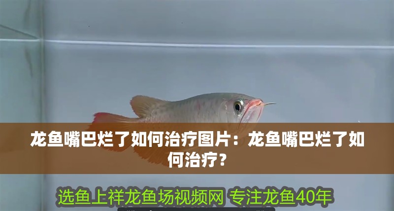 龍魚嘴巴爛了如何治療圖片：龍魚嘴巴爛了如何治療？