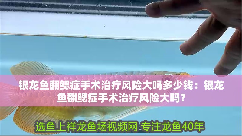 銀龍魚翻鰓癥手術治療風險大嗎多少錢：銀龍魚翻鰓癥手術治療風險大嗎？