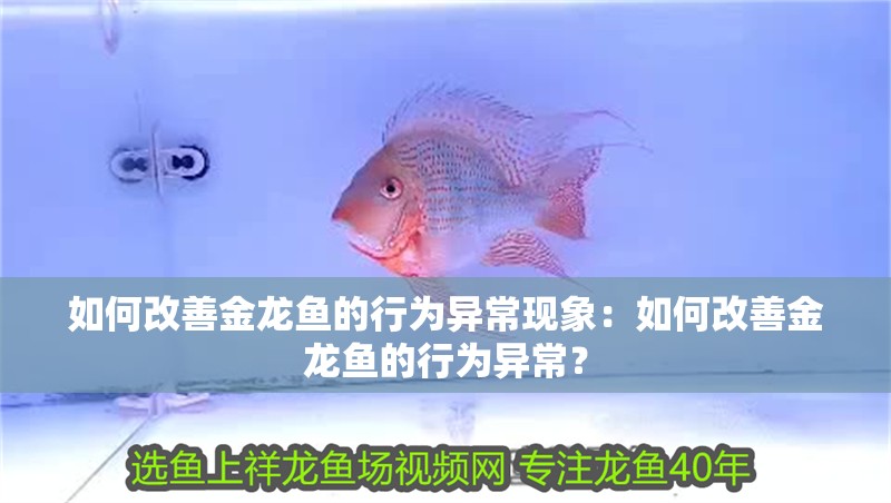如何改善金龍魚的行為異?，F象：如何改善金龍魚的行為異常？