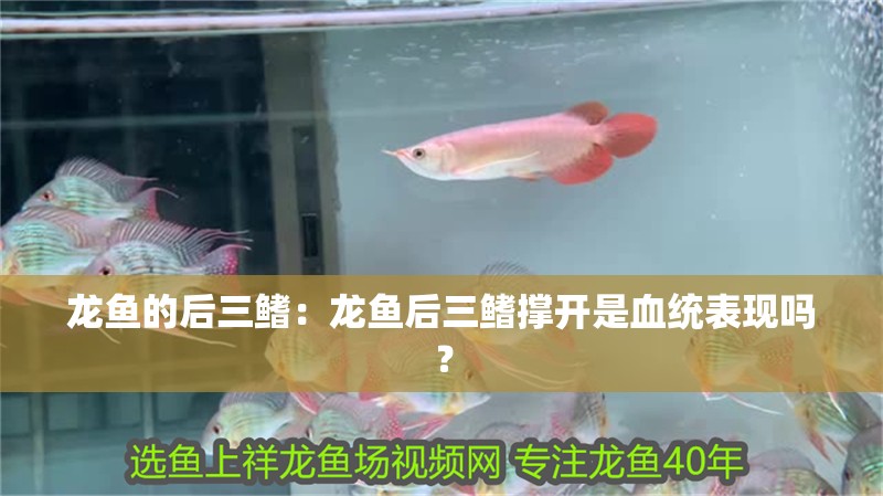 龍魚的后三鰭：龍魚后三鰭撐開是血統表現嗎？
