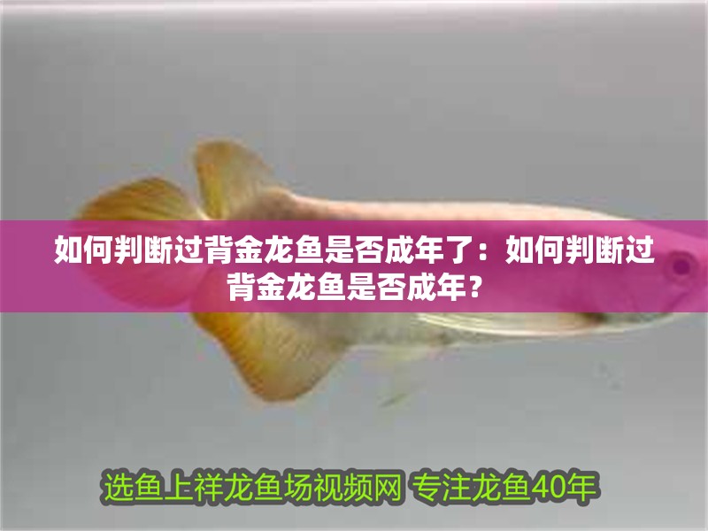 如何判斷過背金龍魚是否成年了：如何判斷過背金龍魚是否成年？