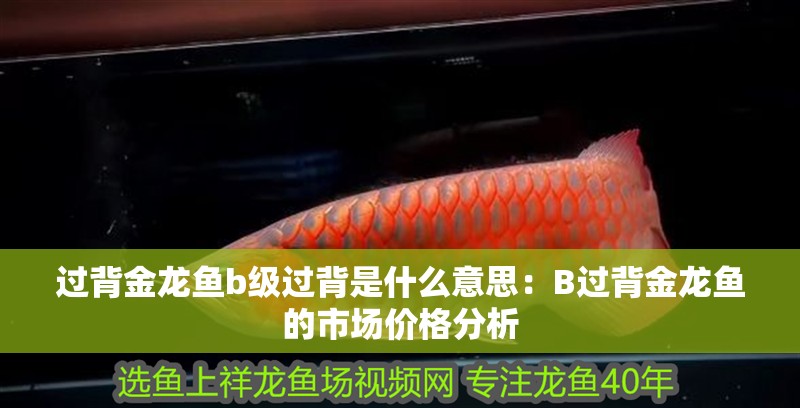 過背金龍魚b級過背是什么意思：B過背金龍魚的市場價格分析