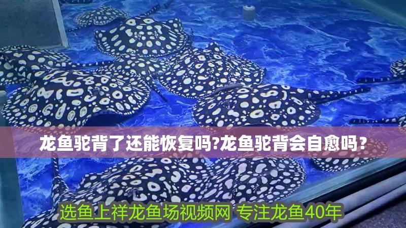 龍魚駝背了還能恢復(fù)嗎?龍魚駝背會自愈嗎？