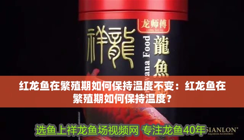 紅龍魚在繁殖期如何保持溫度不變：紅龍魚在繁殖期如何保持溫度？
