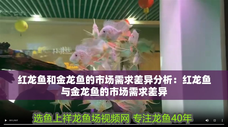 紅龍魚和金龍魚的市場需求差異分析：紅龍魚與金龍魚的市場需求差異