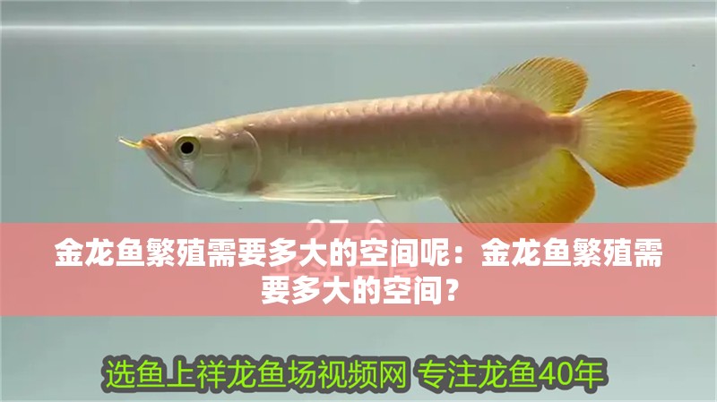 金龍魚繁殖需要多大的空間呢：金龍魚繁殖需要多大的空間？