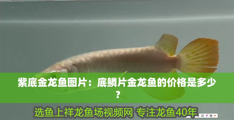 紫底金龍魚圖片：底鱗片金龍魚的價格是多少？