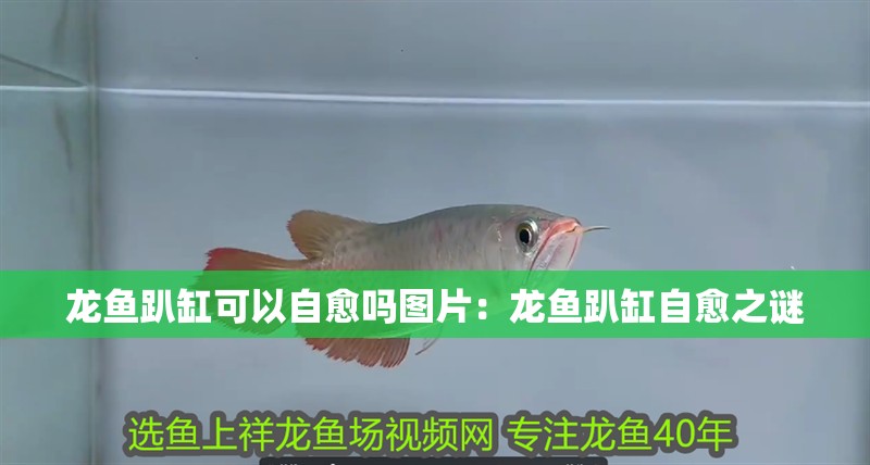 龍魚趴缸可以自愈嗎圖片：龍魚趴缸自愈之謎