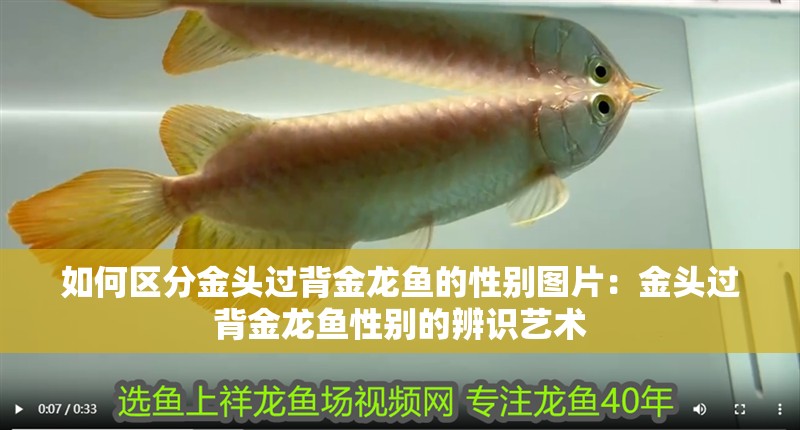 如何區分金頭過背金龍魚的性別圖片：金頭過背金龍魚性別的辨識藝術