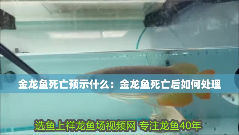 金龍魚死亡預示什么：金龍魚死亡后如何處理