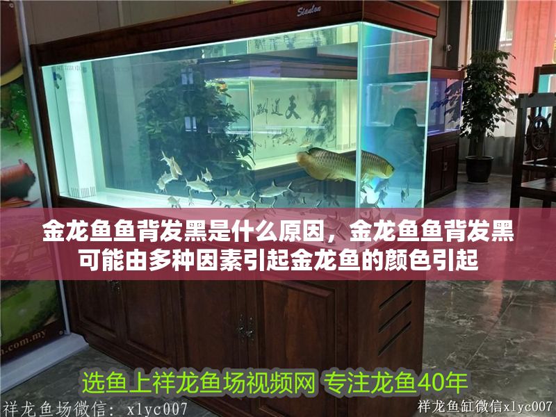 金龍魚魚背發黑是什么原因，金龍魚魚背發黑可能由多種因素引起金龍魚的顏色引起