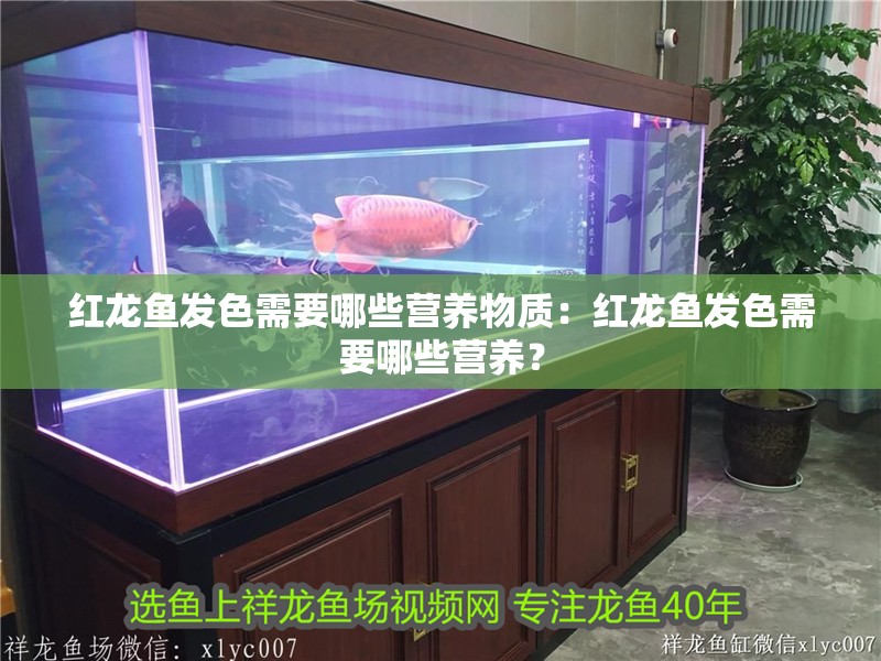 紅龍魚發色需要哪些營養物質：紅龍魚發色需要哪些營養？