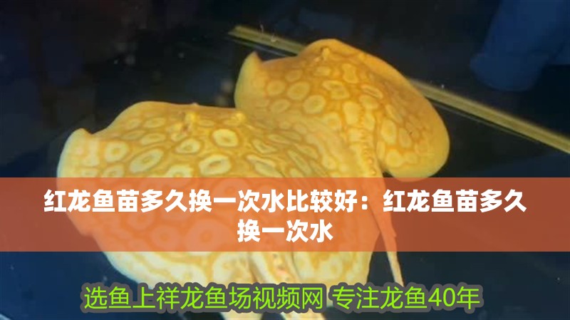 紅龍魚苗多久換一次水比較好：紅龍魚苗多久換一次水