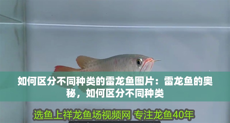 如何區分不同種類的雷龍魚圖片：雷龍魚的奧秘，如何區分不同種類