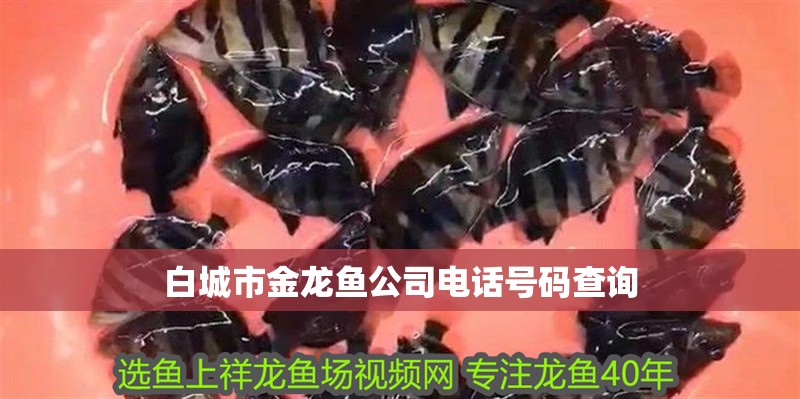 <strong><mark>白城</mark></strong>市金龍魚公司電話號碼查詢