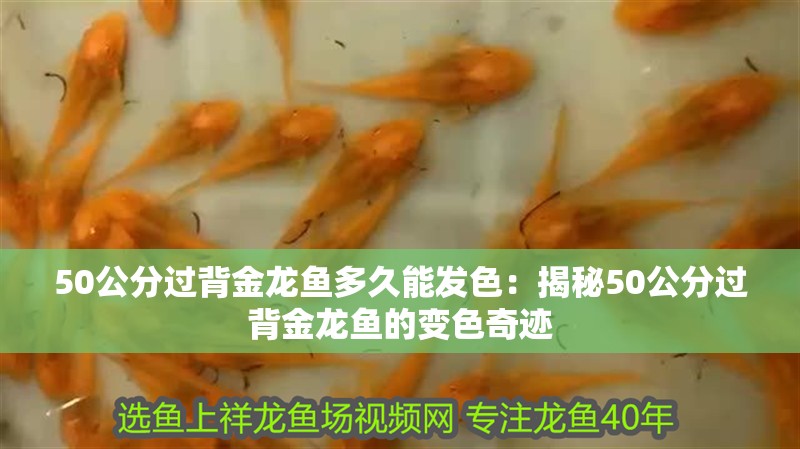 50公分過背金龍魚多久能發色：揭秘50公分過背金龍魚的變色奇跡