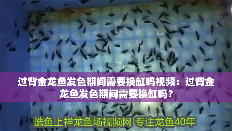 過背金龍魚發色期間需要換缸嗎視頻：過背金龍魚發色期間需要換缸嗎？