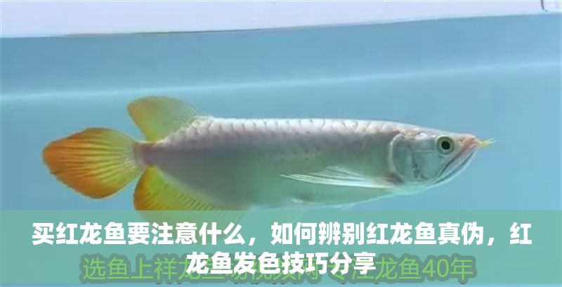 買紅龍魚要注意什么，如何辨別紅龍魚真偽，紅龍魚發色技巧分享