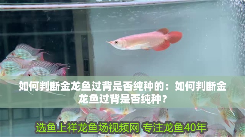 如何判斷金龍魚過背是否純種的：如何判斷金龍魚過背是否純種？