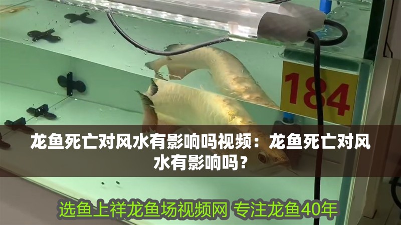 龍魚死亡對風水有影響嗎視頻：龍魚死亡對風水有影響嗎？
