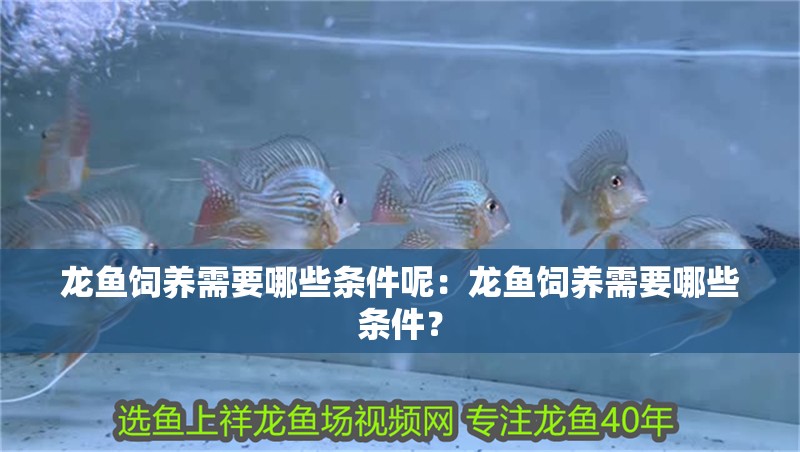 龍魚飼養需要哪些條件呢：龍魚飼養需要哪些條件？