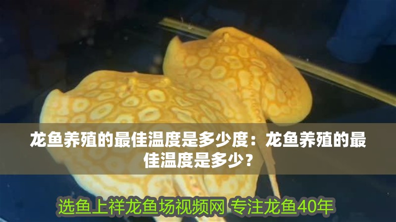 龍魚養(yǎng)殖的最佳溫度是多少度：龍魚養(yǎng)殖的最佳溫度是多少？