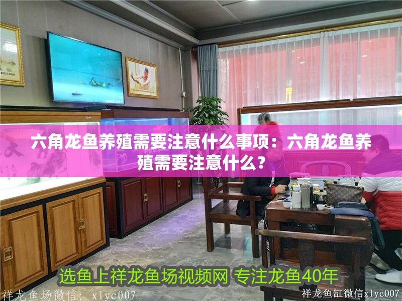 六角龍魚養殖需要注意什么事項：六角龍魚養殖需要注意什么？