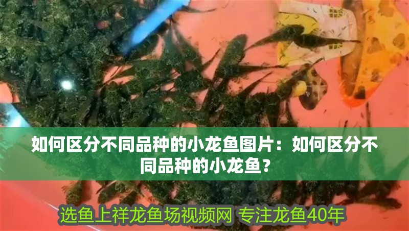 如何區分不同品種的小龍魚圖片：如何區分不同品種的小龍魚？