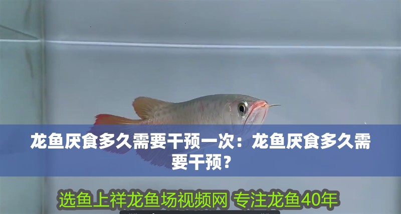 龍魚厭食多久需要干預(yù)一次：龍魚厭食多久需要干預(yù)？
