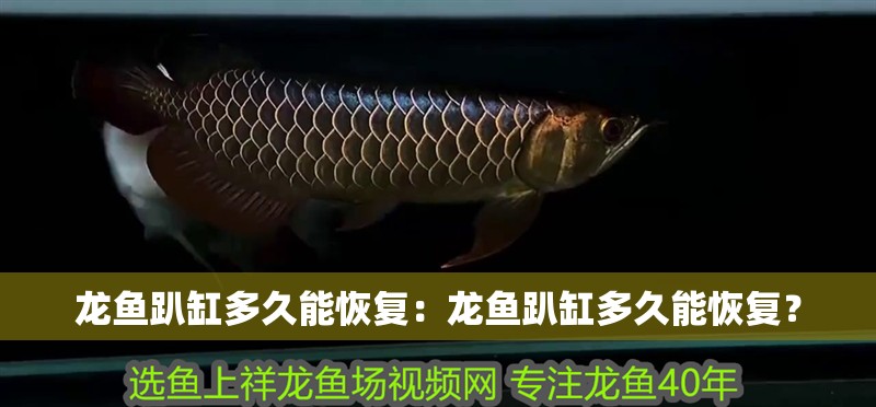 龍魚趴缸多久能恢復：龍魚趴缸多久能恢復？