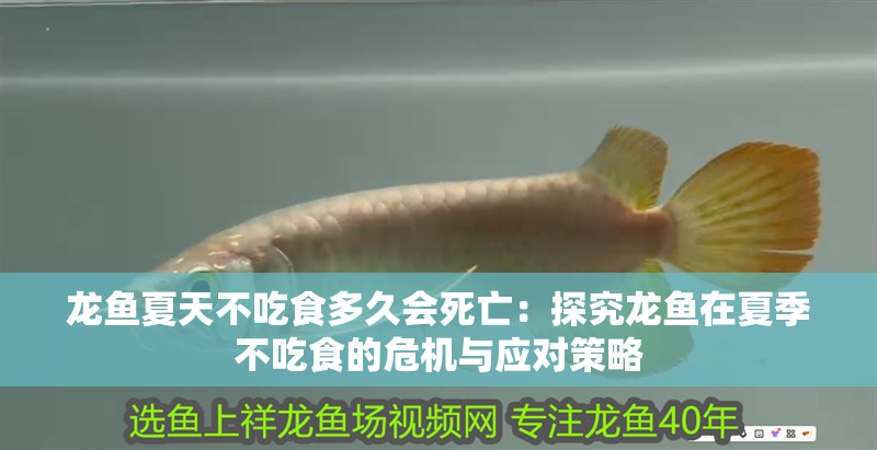龍魚夏天不吃食多久會死亡：探究龍魚在夏季不吃食的危機(jī)與應(yīng)對策略